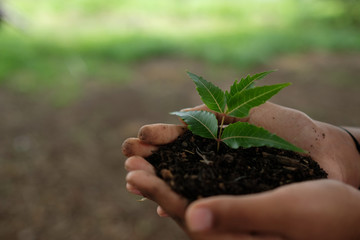 World Environment Day concept. Hand holding plant.
