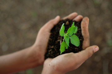 World Environment Day concept. Hand holding plant.