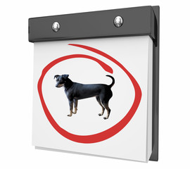 Dog Days Animal Pet Calendar Date Circled 3d Illustration
