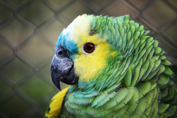 Macaws and colored birds at the zoo