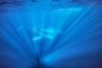 Mum and calf whale photographed under the water