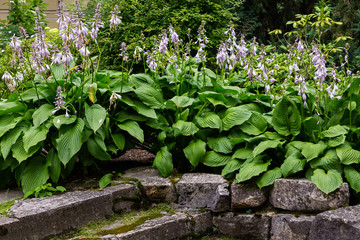 Hosta Plant in garden. Beautiful blooming hosts in the garden. Hostа plant for the shady garden. Green hostа in the Park.