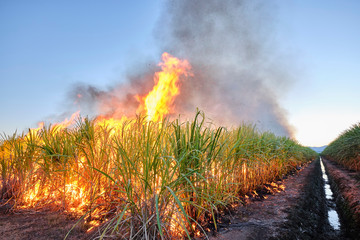 Sugar cane fire burning in field with farmers in regional Australia