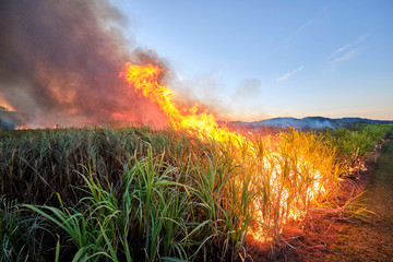 Sugar cane fire burning in field with farmers in regional Australia © Orion Media Group