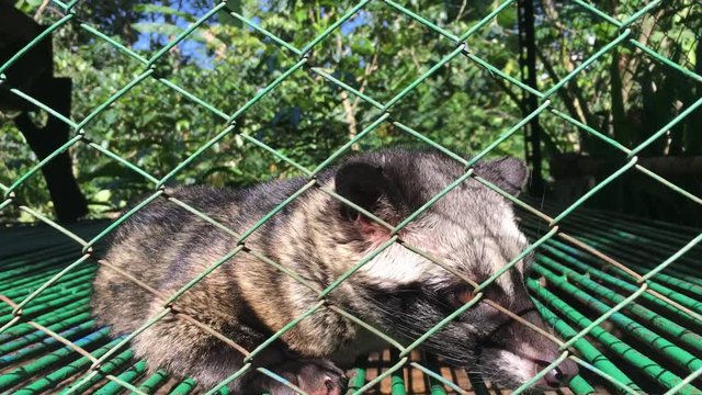 Captured Asian palm civet (Paradoxurus hermaphroditus).Capturing the animals for kopi luwak (civet coffee) production may constitute a significant threat to wild palm civet populations.