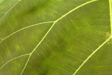 Close Up Of Green Leaf Texture