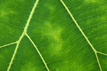 Close Up Of Green Leaf Texture
