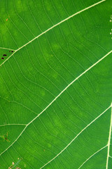 Close Up Of Green Leaf Texture