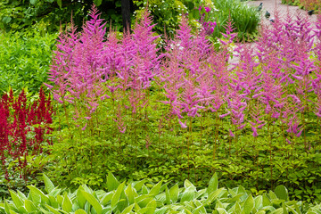 Astilbe japonic in garden. False Spiraea, salsify in natural background.