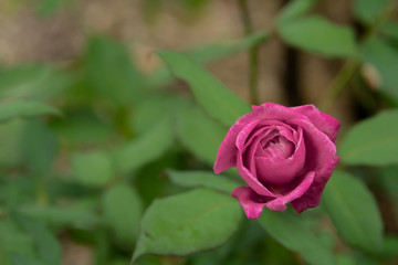 Pink rose in focus in the corner