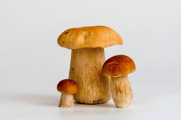 Boletus edulis king bolete isolated on white background.