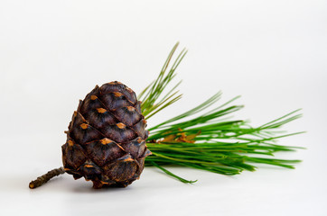 Heap of pine cone with needles on white