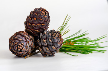 Fototapeta premium Group of pine cone with needles on white