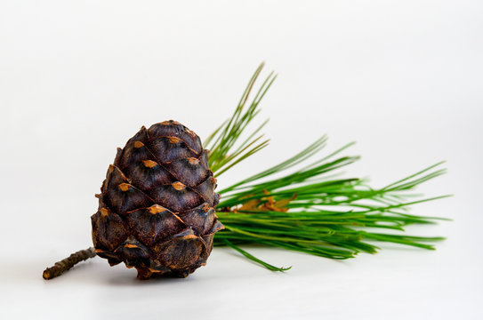 Heap Of Pine Cone With Needles On White