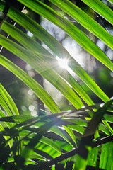 Closeup of palm tree leaf with sun flare and bright green colour