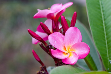 Close up view of a beautiful pink frangipani (rainbow plumeria) flower blooming outdoors
