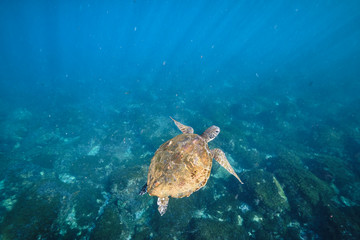 Obraz premium Green sea turtle swimming with light rays in tropical Pacific Ocean water