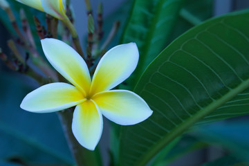 Close up view of a beautiful white frangipani (plumeria) flower blooming outdoors