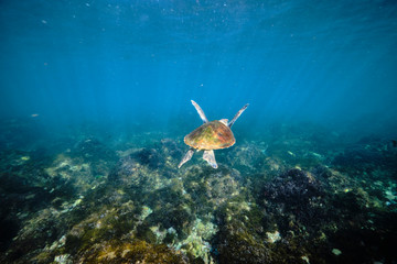 Naklejka na ściany i meble Green sea turtle swimming with light rays in tropical Pacific Ocean water