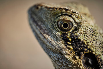 Macro of wild bearded water dragon face in Queensland Australia