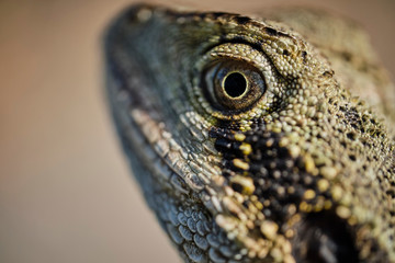 Macro of wild bearded water dragon face in Queensland Australia