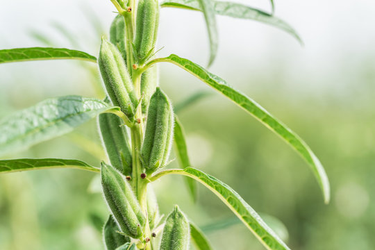 Sesame Plant Images  Browse 49,882 Stock Photos, Vectors, and Video |  Adobe Stock