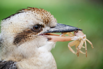 Wild Kookaburra with a sand crab in its beak caught from beach