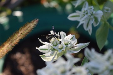 Wasp on a Flower