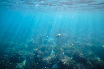 Fototapeta na wymiar Green sea turtle on the ocean floor among coral