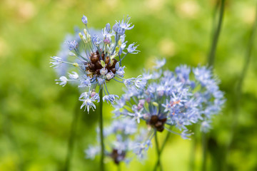 Wild blue Allium in garden. The blooming unusual allium flower in the garden. Blue flowers of allium cernuum.