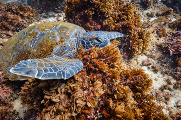 Green sea turtle on the ocean floor among coral