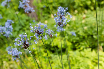 Wild blue Allium in garden. The blooming unusual allium flower in the garden. Blue flowers of allium cernuum.