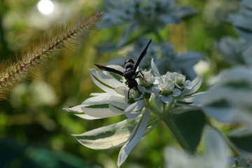 Wasp on a Flower