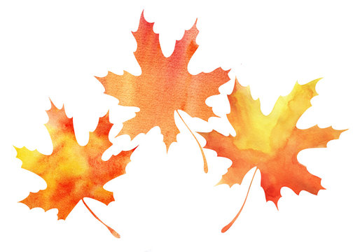 Three autumn maple leaves. Orange-yellow gradient. Abstract watercolor fill. Hand drawn illustration. Decorative elements isolated on a white background.