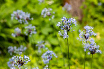 Wild blue Allium in garden. The blooming unusual allium flower in the garden. Blue flowers of allium cernuum.