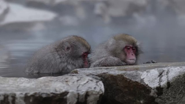 Two ADORABLE JAPANESE SNOW MONKEYS (Macaque) bathing in HOT SPRING ONSEN at JIGOKUDANI SNOW MONKEY PARK, Yamanouchi (Nagano, Japan). 4K (UHD) stable close-up.