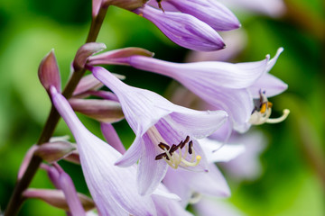 Flowers of hosta. Blooming hosta. A bumblebee collects pollen on flowers of hosts. Hosta in garden.