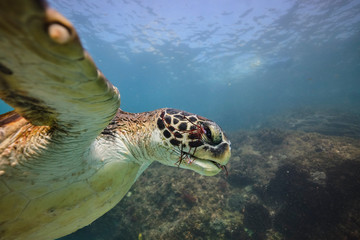 Green sea turtle eating seaweed underwater in Australia