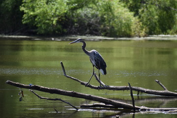 Heron