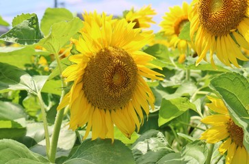 ひまわり　夏　元気　丸い　杤木