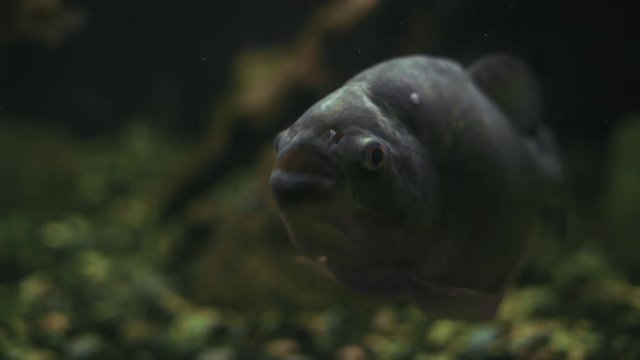 Extreme Close-Up, Piranha Serrasalmus Prey Fish in Aquarium