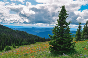 Mountain meadows with wildflowers