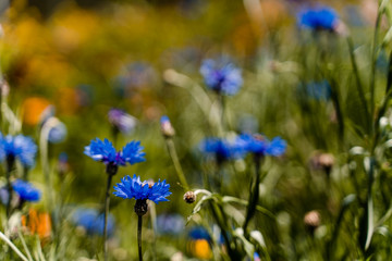 blue flowers on green background of a plantation