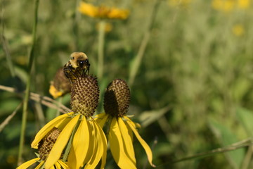 Yellow Flower and Bee