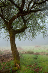 beautiful tree at the countryside