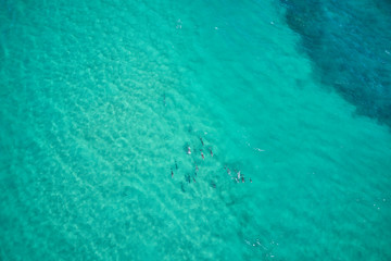 Fototapeta na wymiar Dolphins swimming in blue water and surfing waves