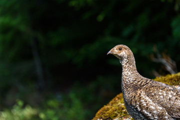 Inquisitive grouse standing on a moss and lichen covered boulder watching with curiosity, evergreen trees in background