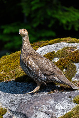 Inquisitive grouse standing on a moss and lichen covered boulder watching with curiosity, evergreen trees in background