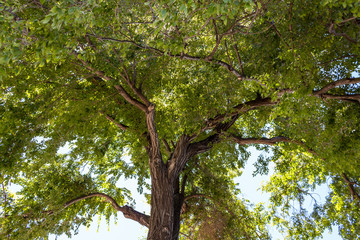large tree with beautiful foliage in a park