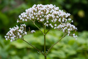 Valeriana officinalis in garden. Flowers of Valeriana officinalis. Cultivation of medicinal plants...